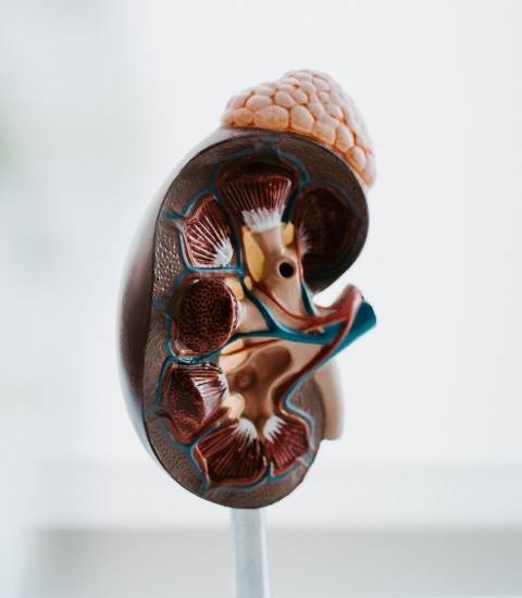 Abbildung eines hochwertigen Nierenmodells in hochwertiger Praxisatmosphäre